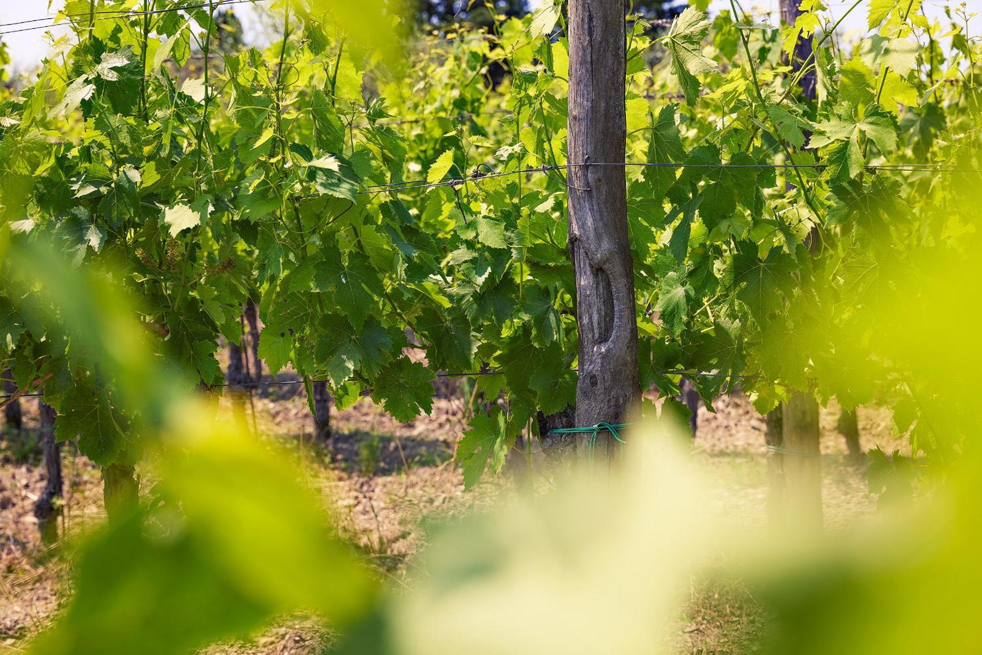 Tenuta Il Poggetto Radda in Chianti Buitenkant foto